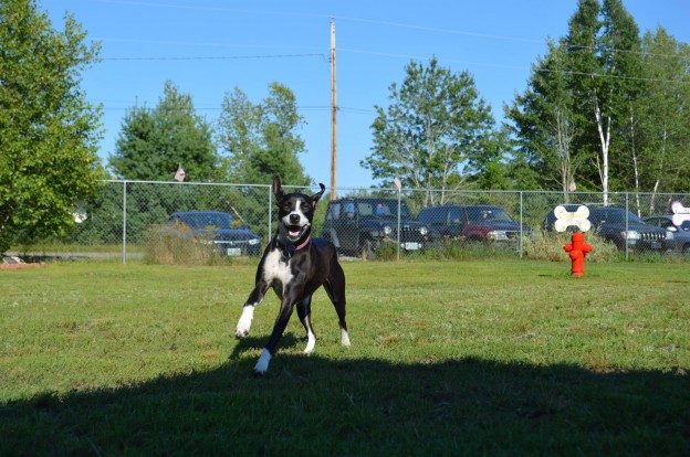 Image of dog playing at the park.